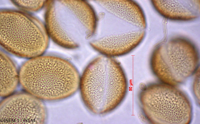 ISEM 1/Laurelia_sempervirens_28572/Laurelia_sempervirens_28572_0001(copy)_thumb.jpg
